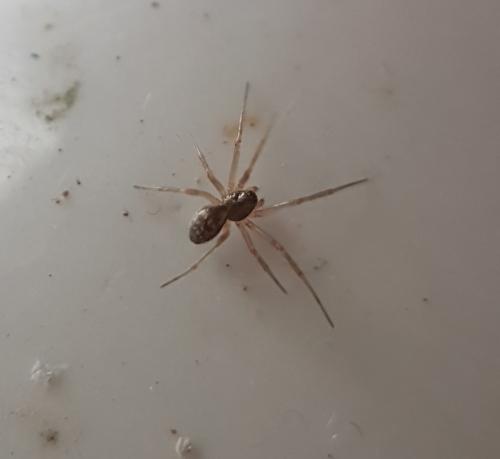 Réf. 223 487 : Tenuiphantes sp.